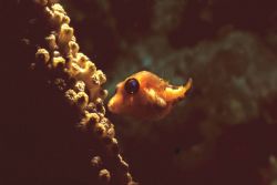 hide and seek. Bonaire. MM IIEX. This juvenile box fish a... by John M Akar 